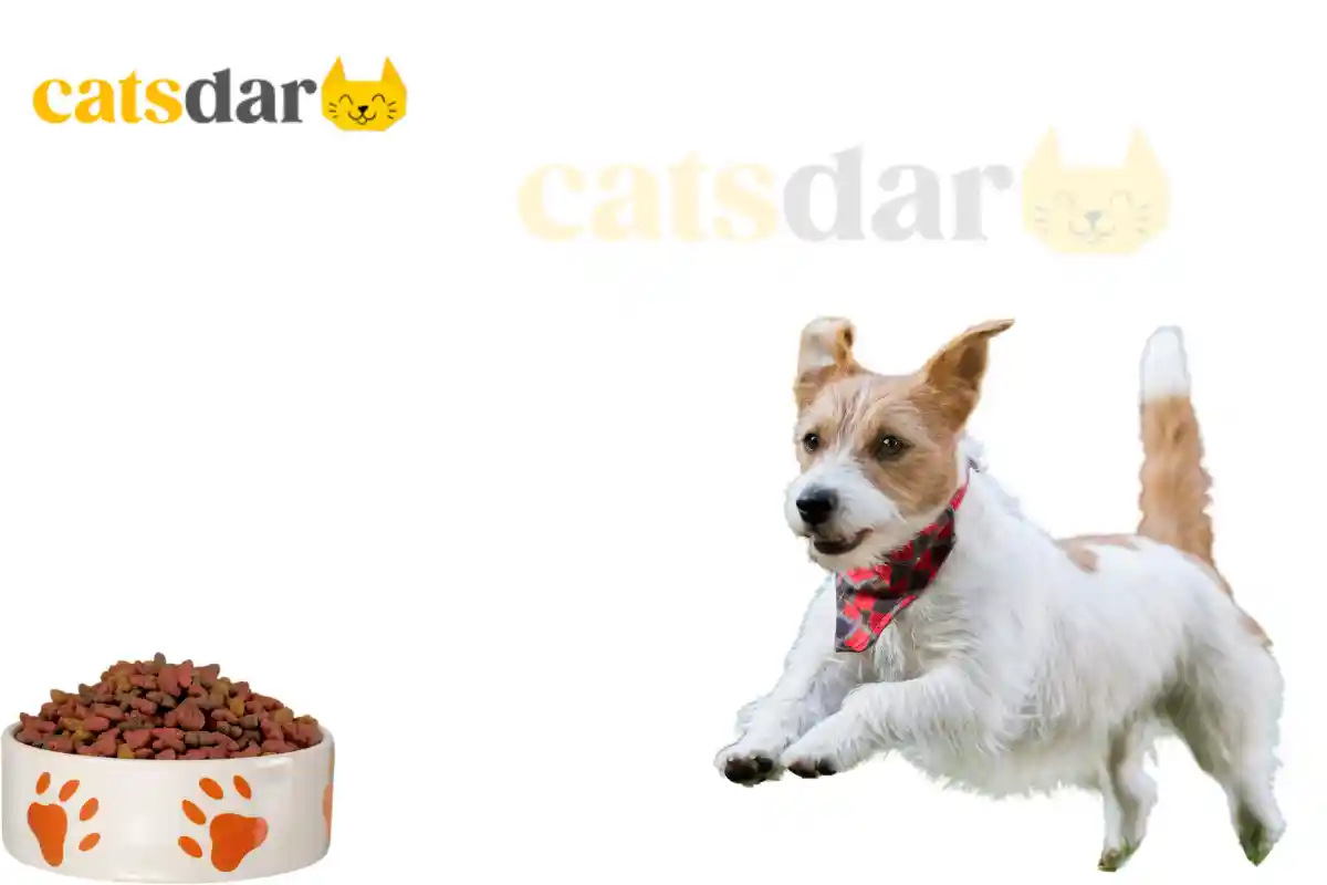 Can Puppies Eat Adult Dog Food