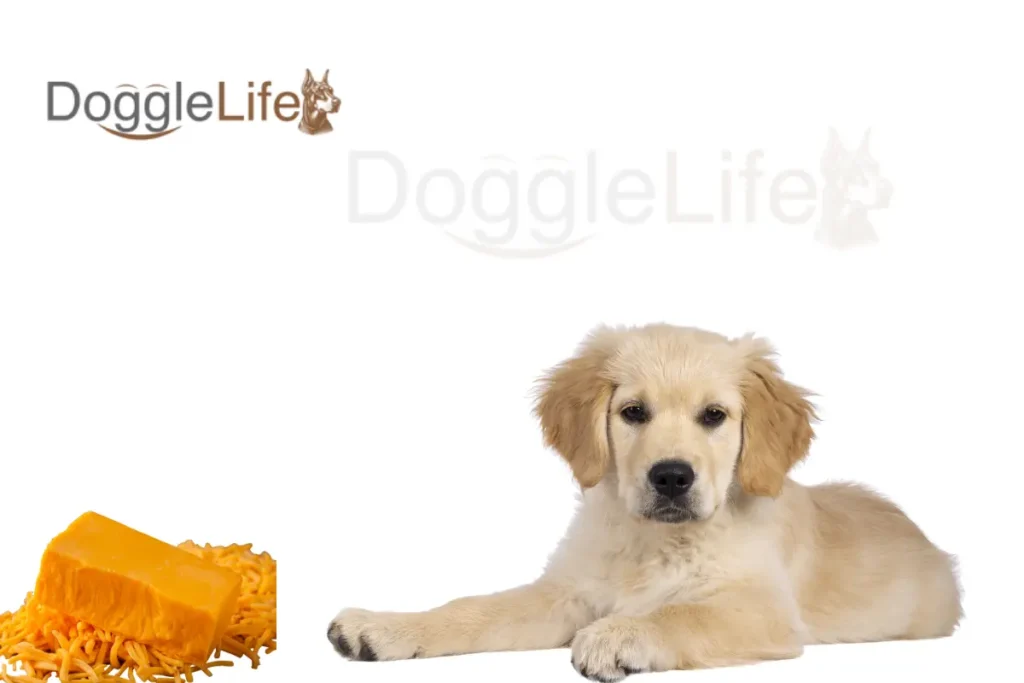 Can Dogs Eat Cheddar Cheese Vet Approved