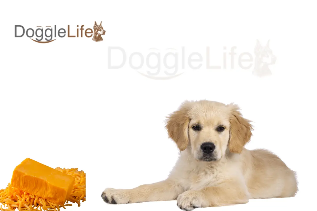 Can dogs eat cheddar cheese