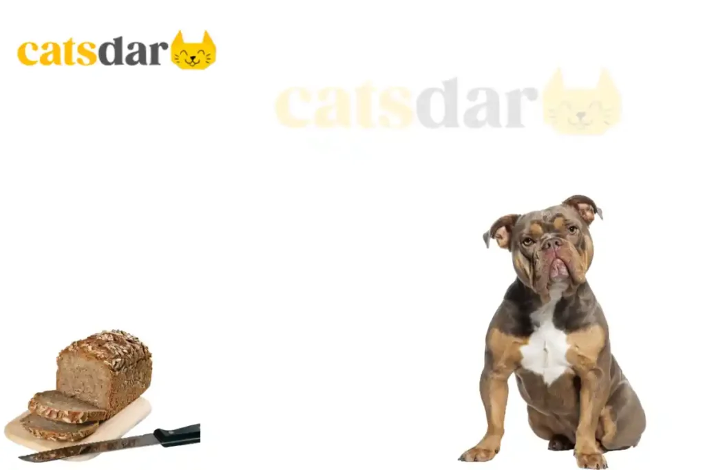 Can Dogs Eat Wheat Bread Vet Approved