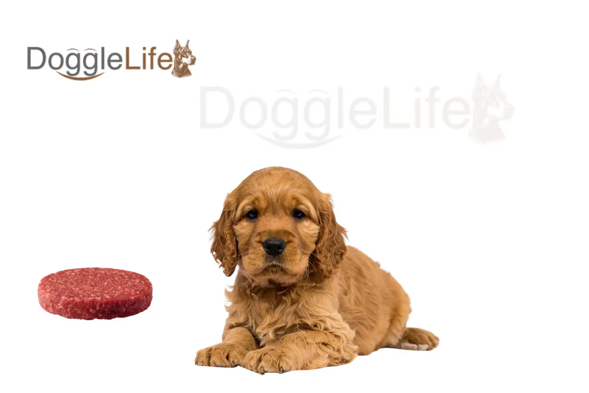 can dogs eat raw hamburger meat