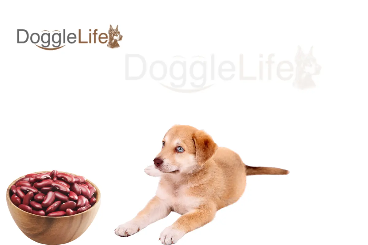 can dogs eat red beans